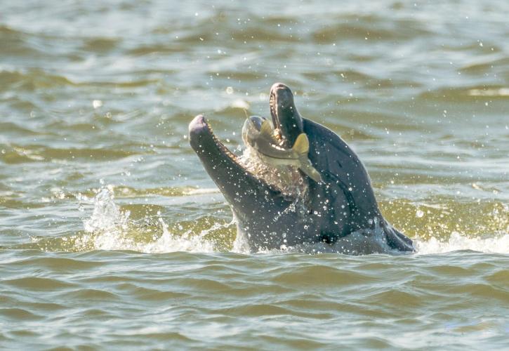 Sebastian Inlet State Park Florida State Parks
